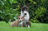 BULL TERRIER MINIATURE 150